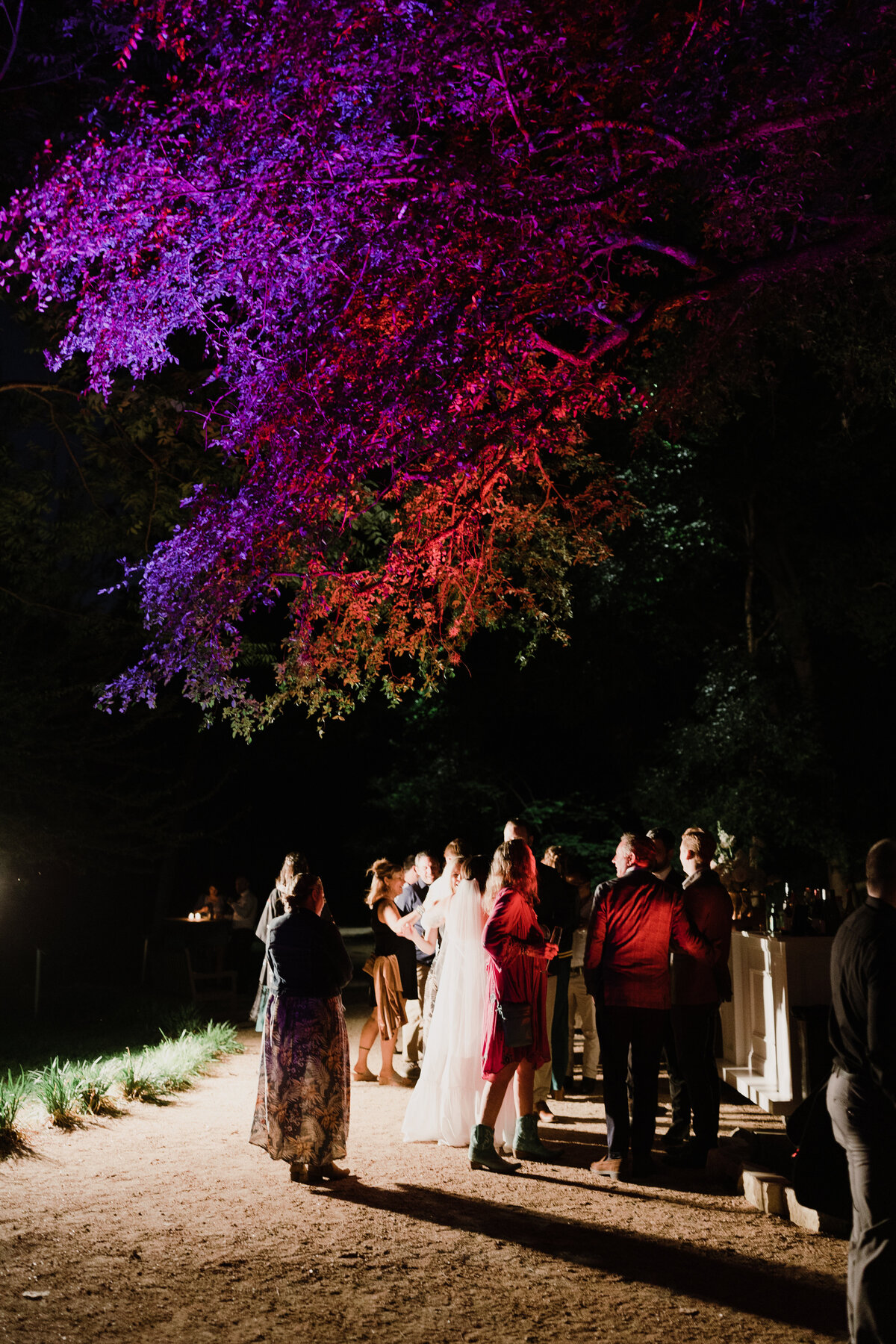 Night time at Umlauf Sculpture Garden, Austin with trees illumated in reds and purple lighting