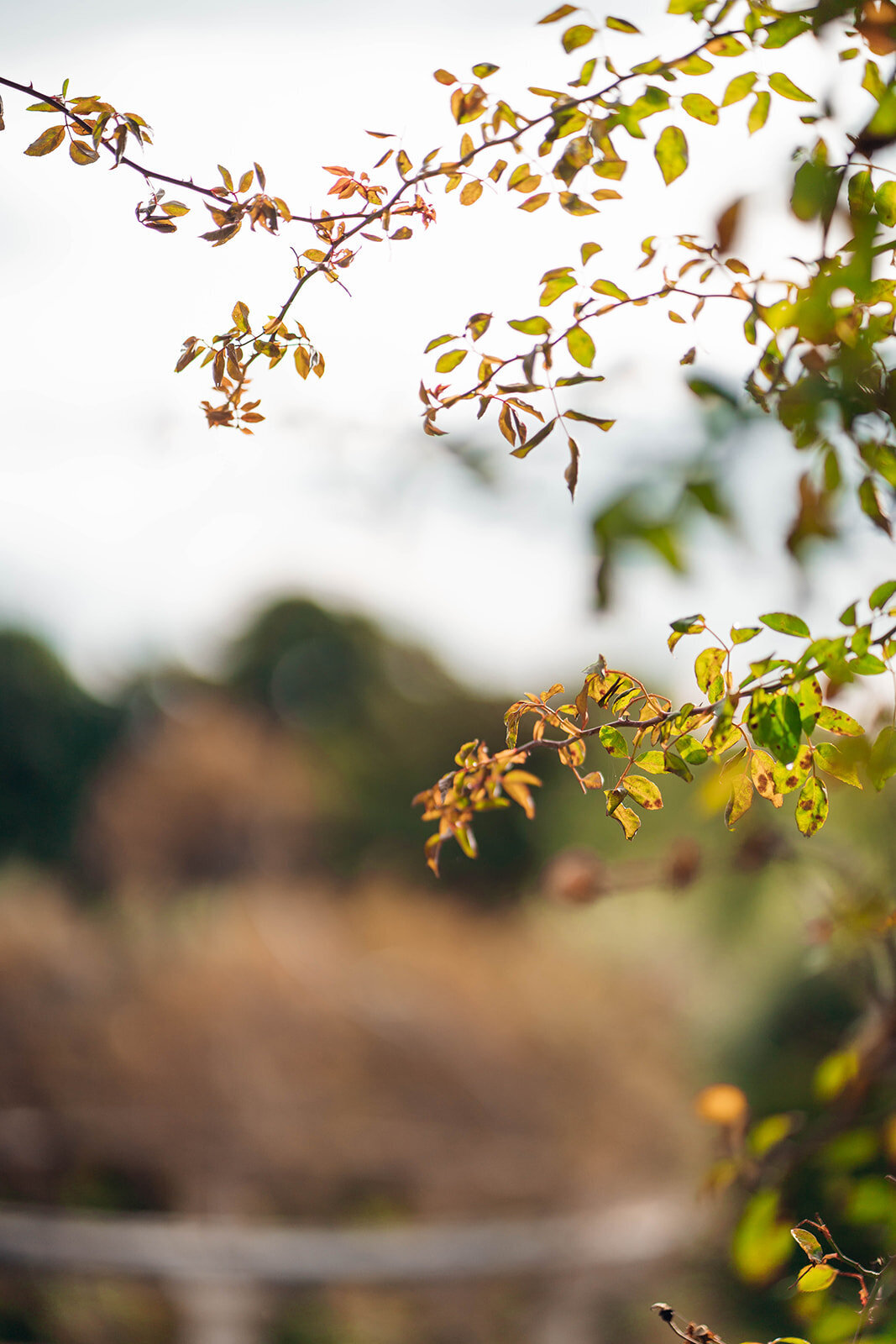 Manny_Bal_EmilyCollettPhotography0029