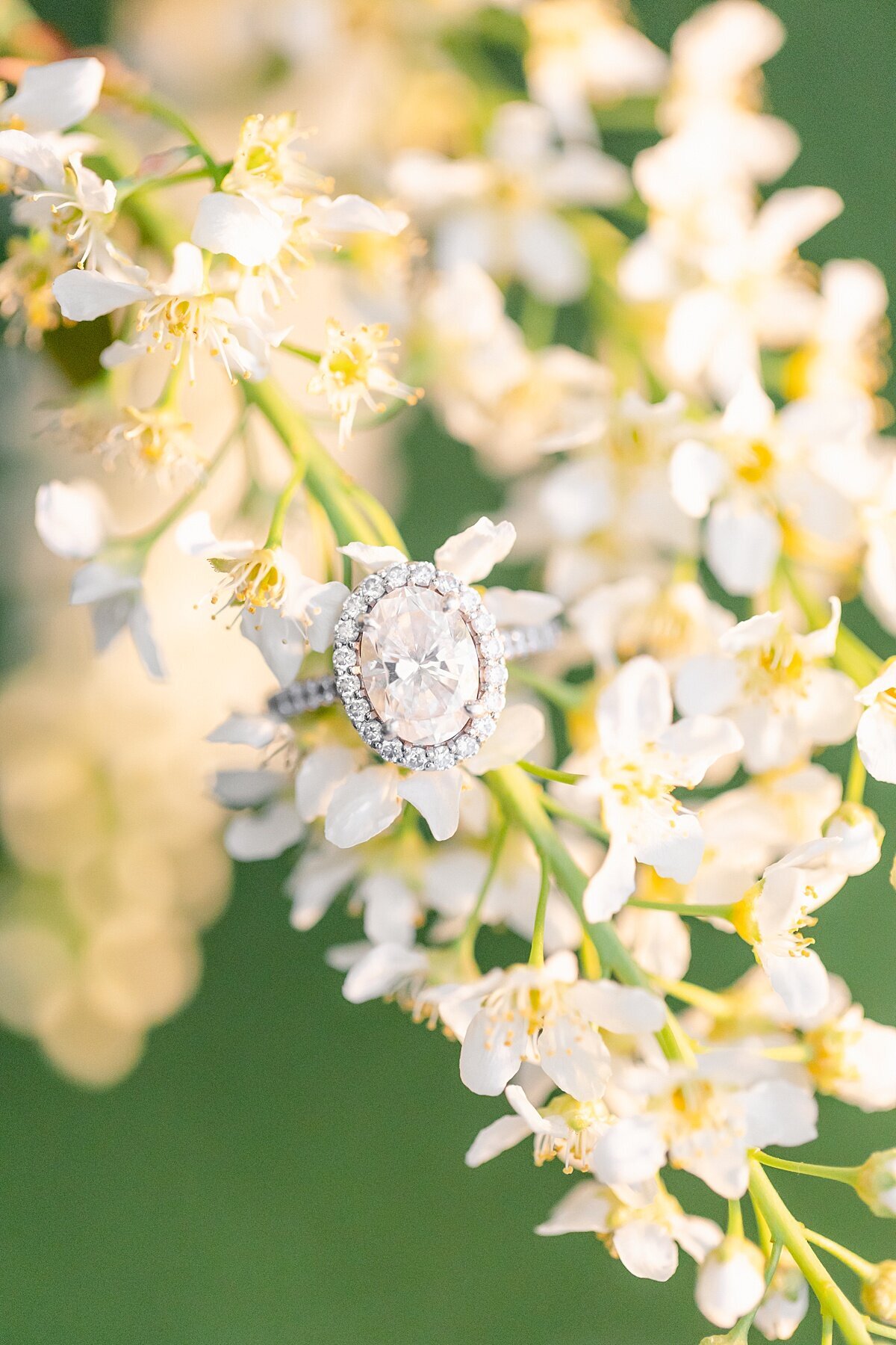 Cherry-Blossom-Engagement-Photographer_0076