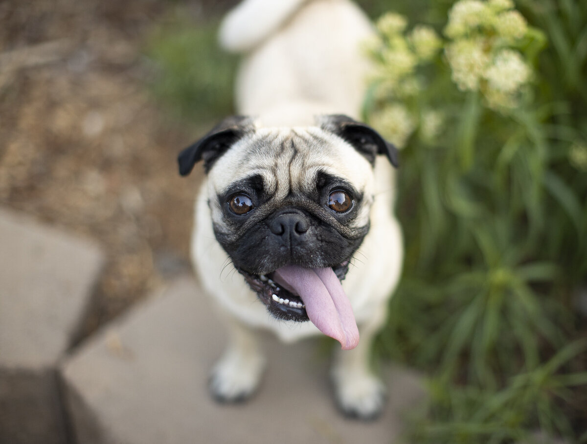 pet photo studio 7 copy