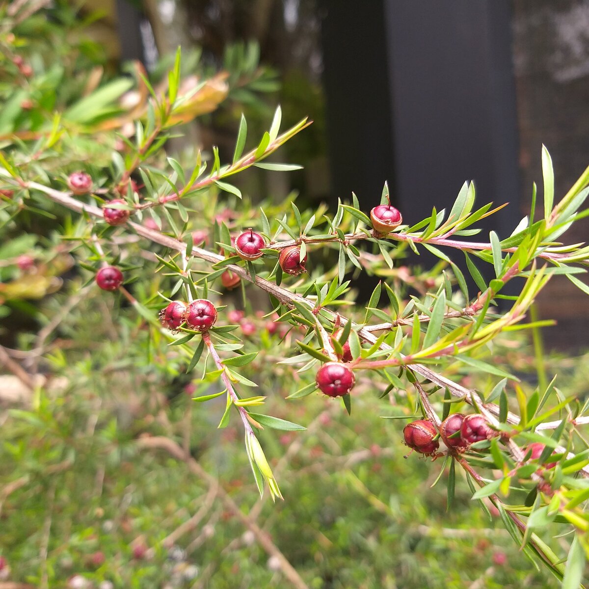 Red Geraldton wax buds