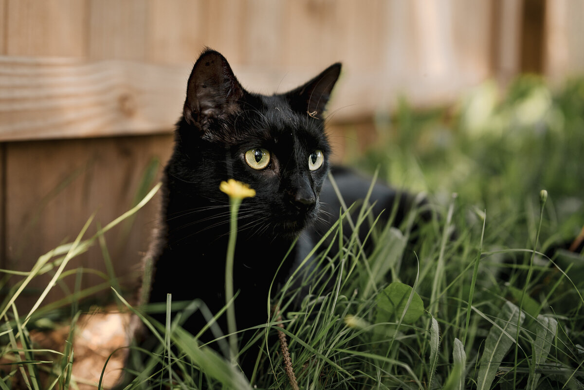 Cat laying in the grass with yellow flower