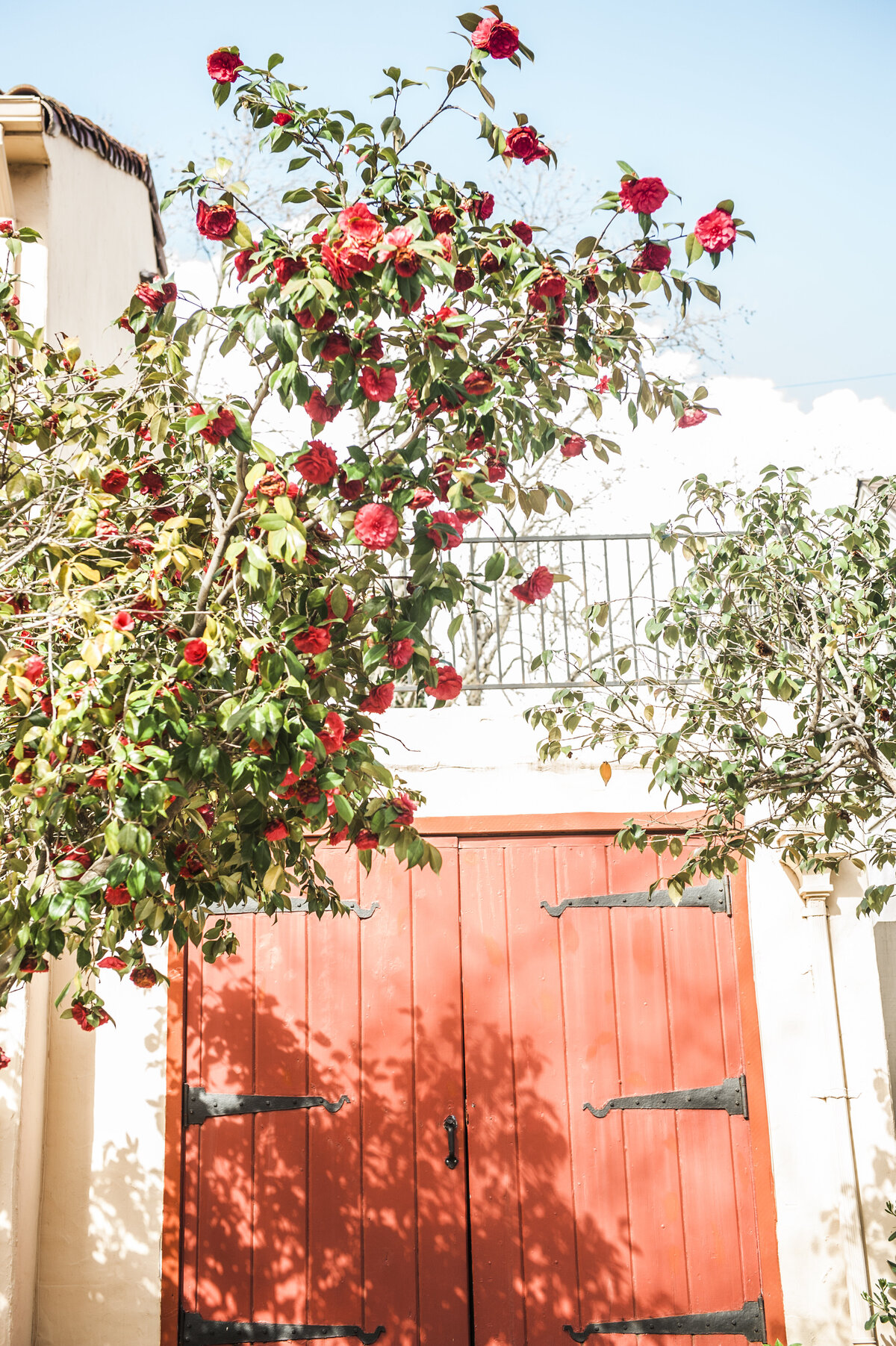 Red Rose Tree Outside of Red Gate in Santa Clara