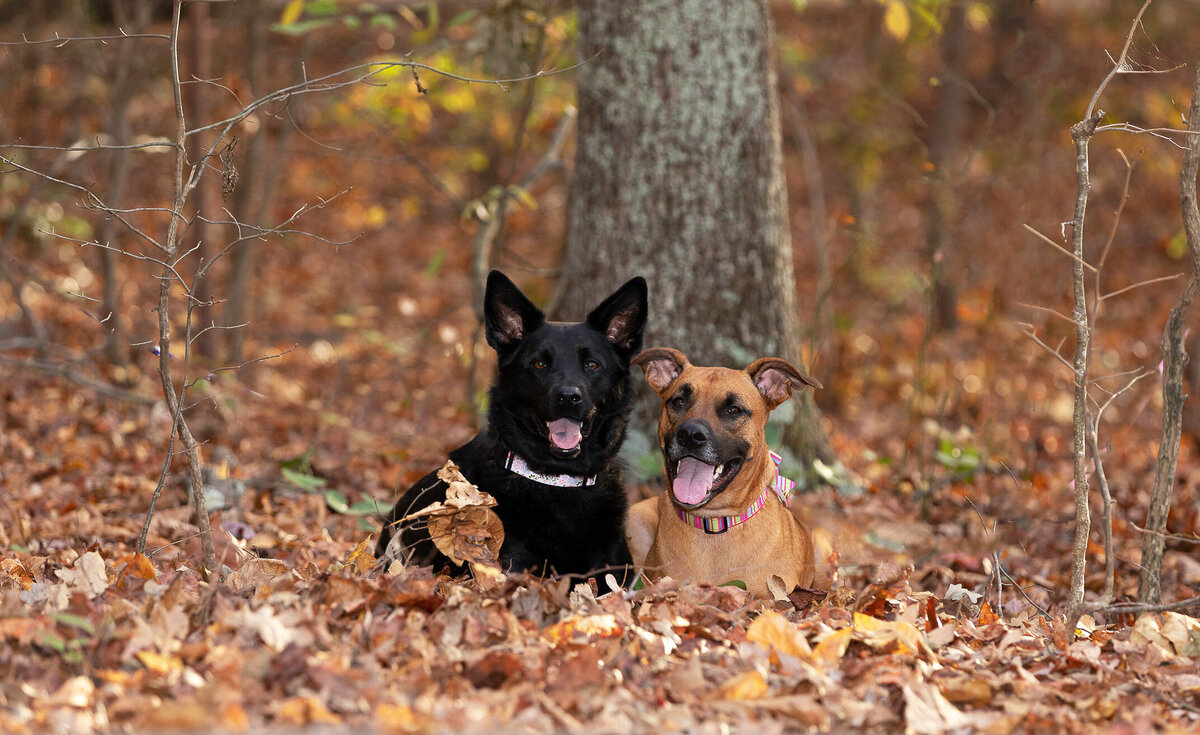 Two dogs laying in the fall leaves smiling at the camera