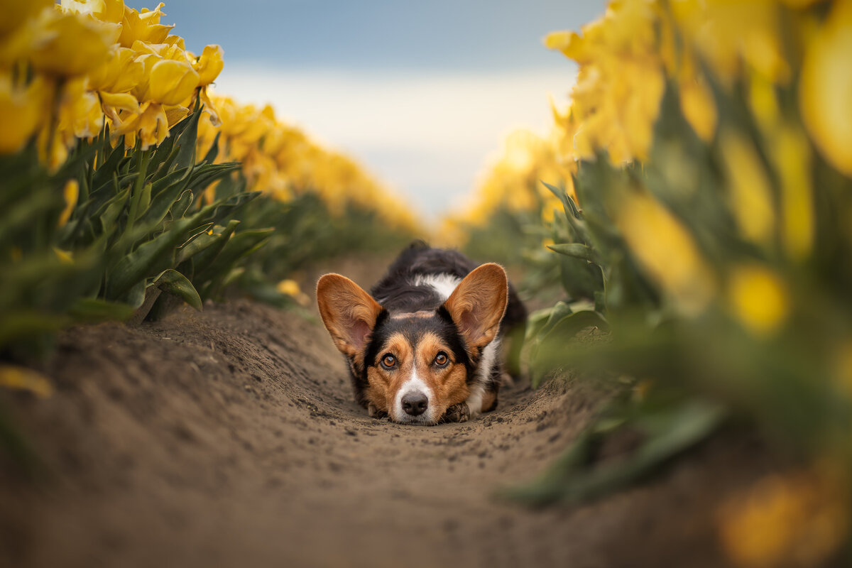 20240421Gernettefotografie8