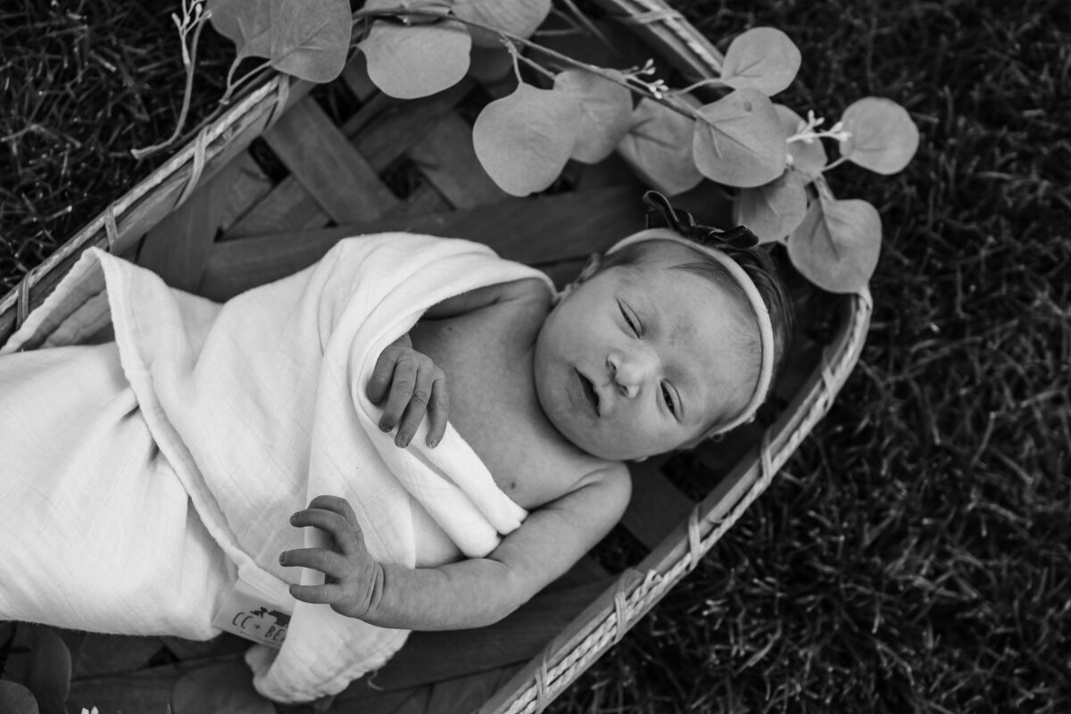 newborn photo black and white in basket with greenery