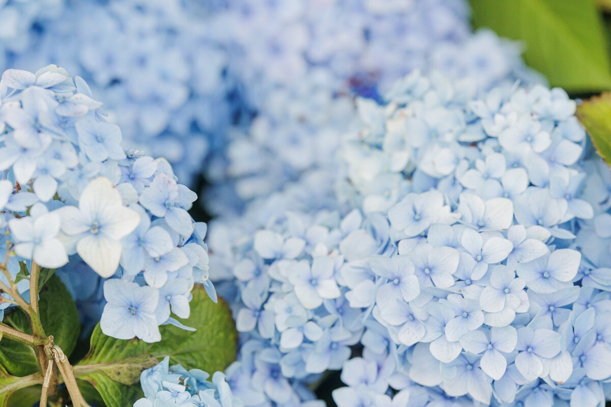 Close-up of clusters of pale blue hydrangea blossoms with green leaves peeking through, taken at Chatham Bars Inn in Chatham, Massachusetts — representing the portfolio of a Cape Cod engagement photographer.