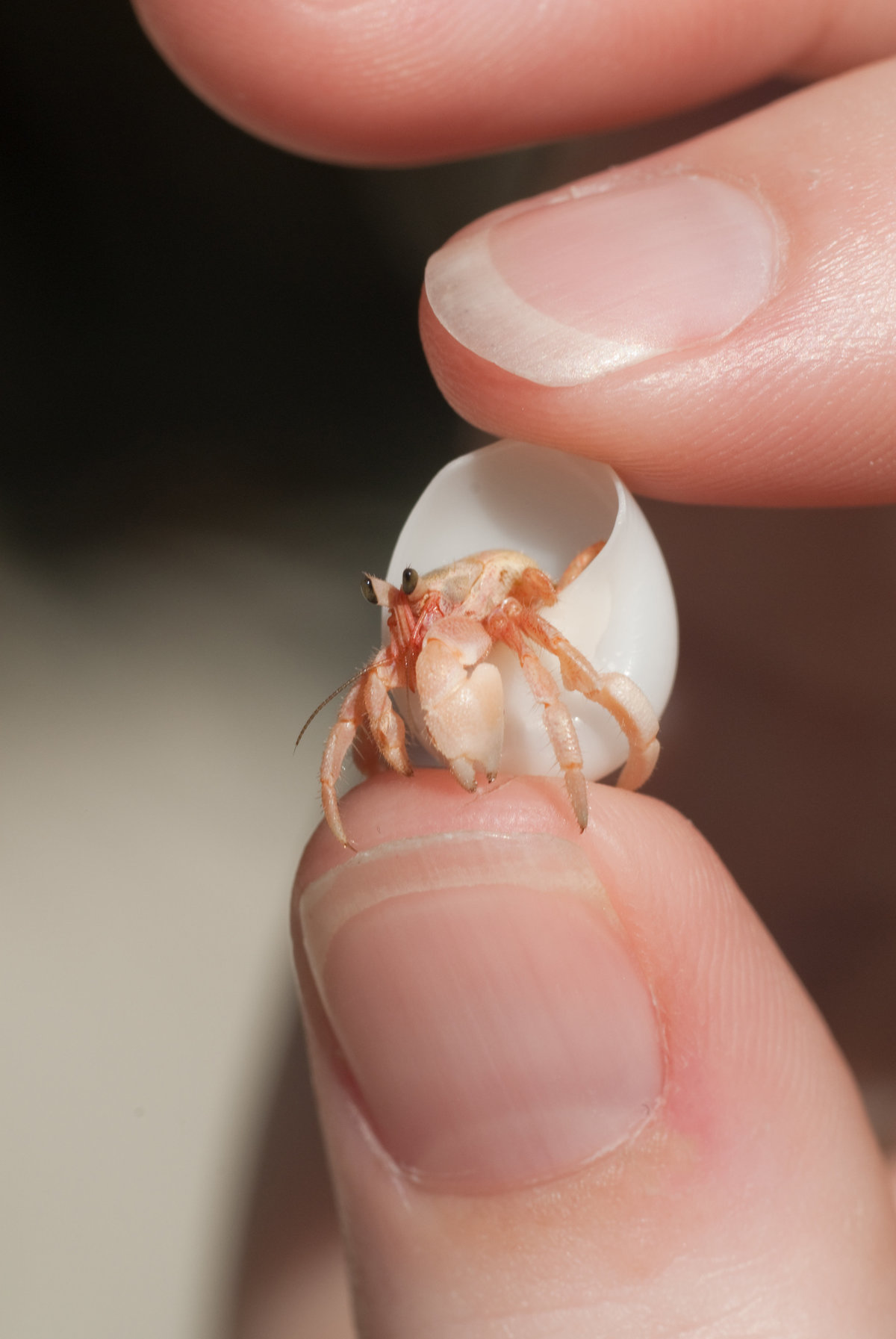 Tiny Hermit Crab - Maldives