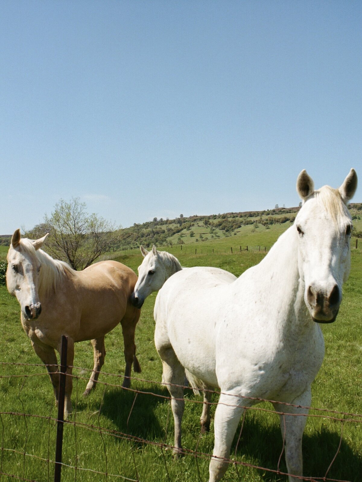 horses-carmel-candid-wedding-photography-by-kate-winters