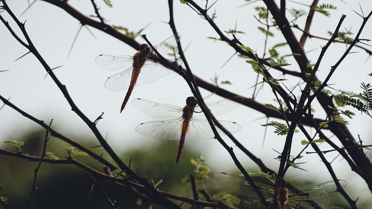 dragonflies@3x