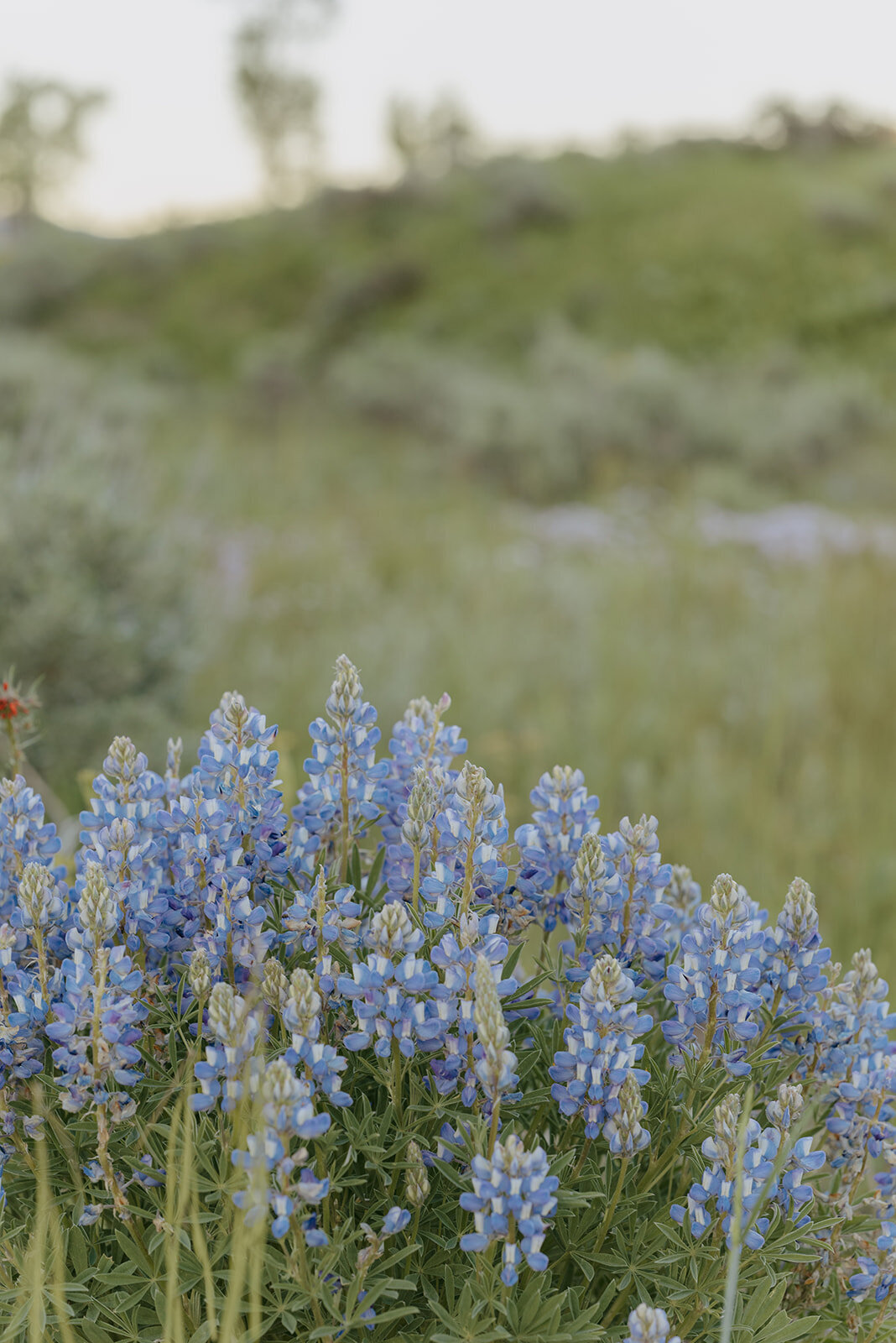 Summer-Wedding-In-Jackson-Hole-095