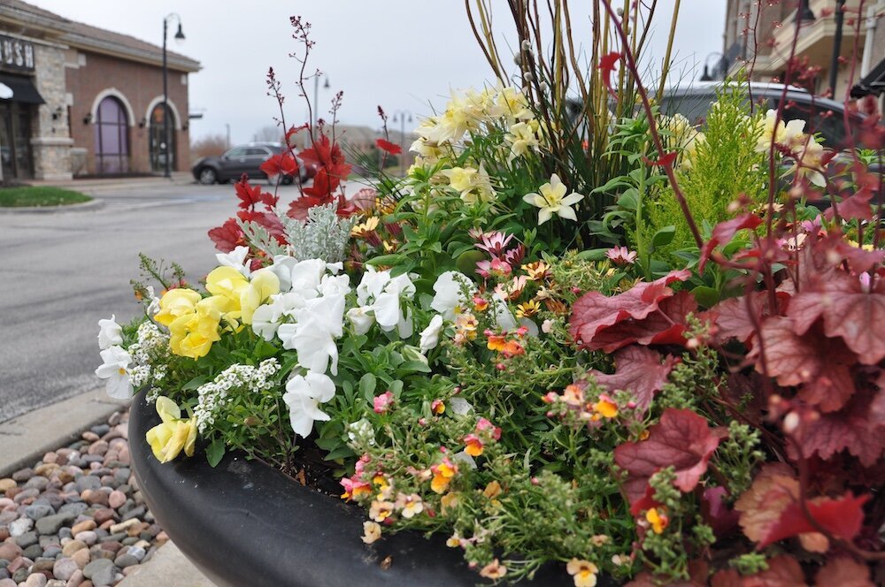 Commercial landscape company project in Kansas City: seasonal flowers showcase