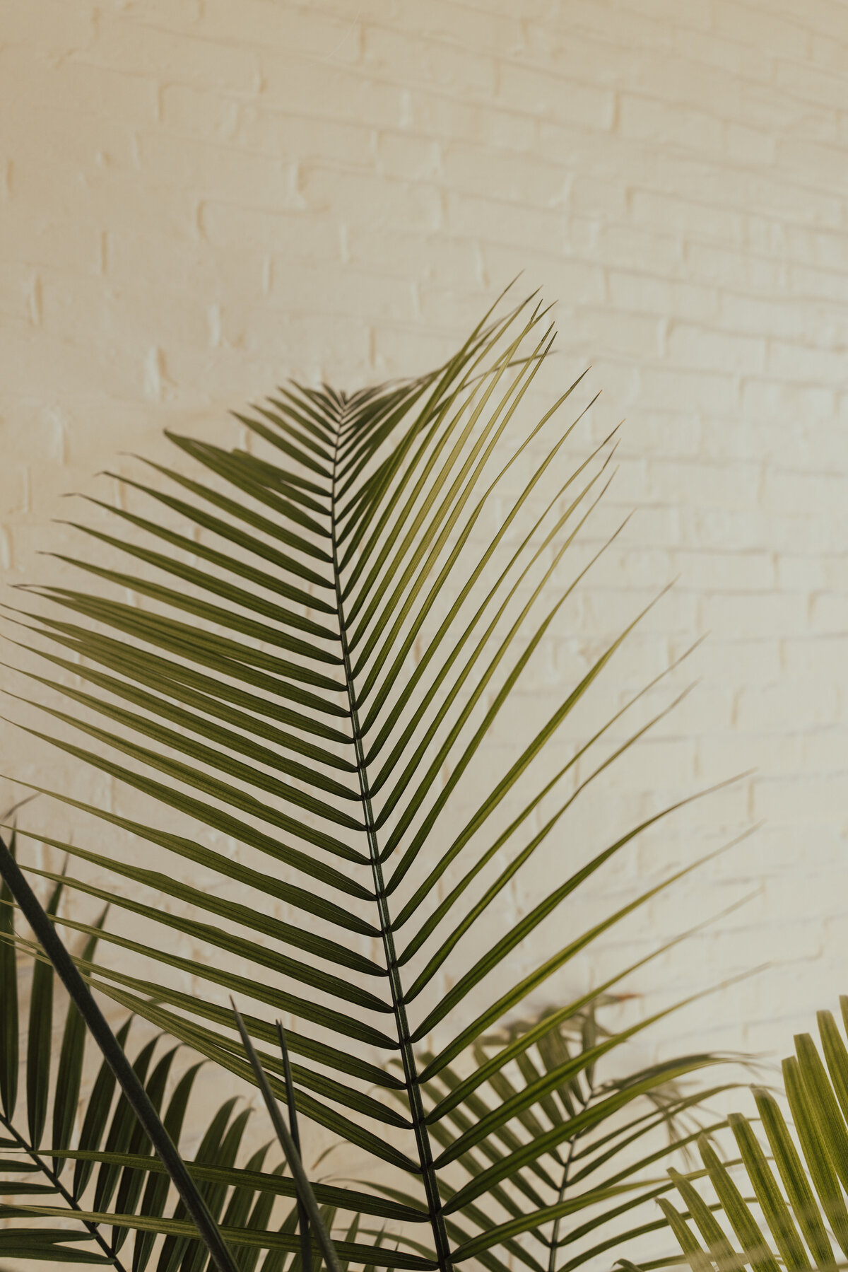 Palm leaves on a white brick background