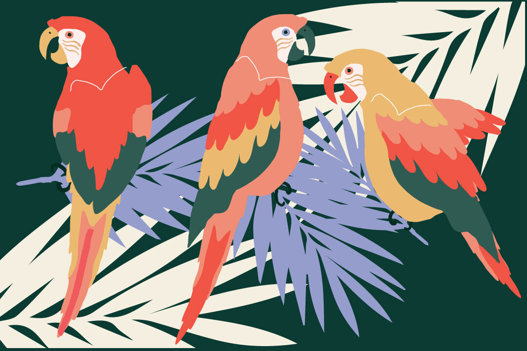 zw_Animal_ThreeParrots