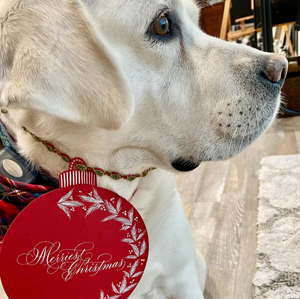 White dog with neck leash that has a custom calligraphy card tag
