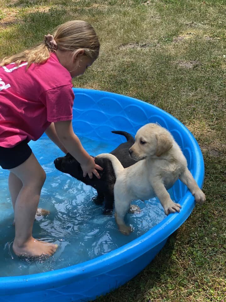 badriverlabradors_image-puppiesinpoollauryn