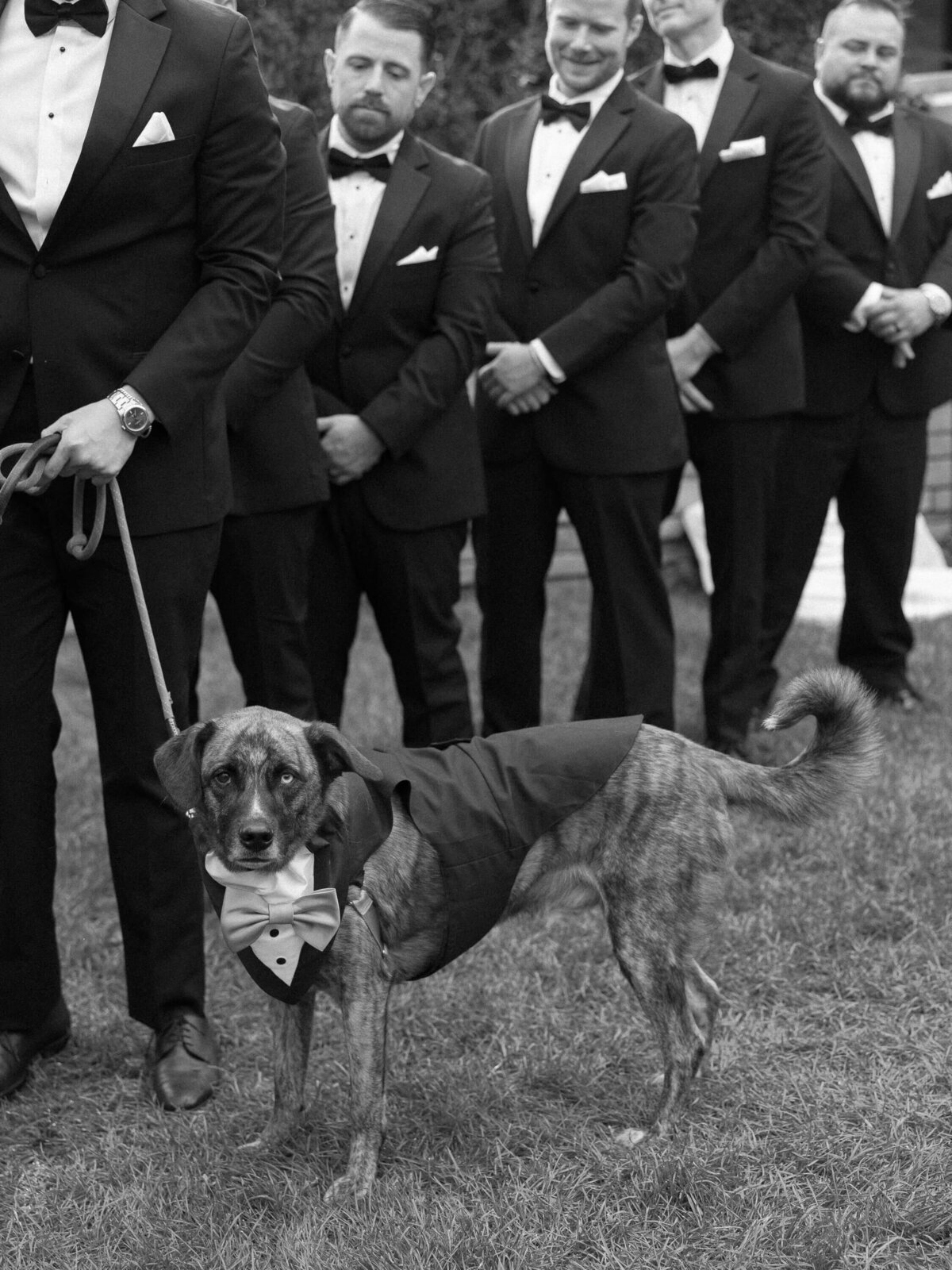 colorado-wedding-dog-ring-bearer