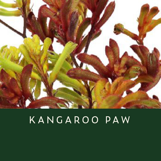Kangaroo-Paw