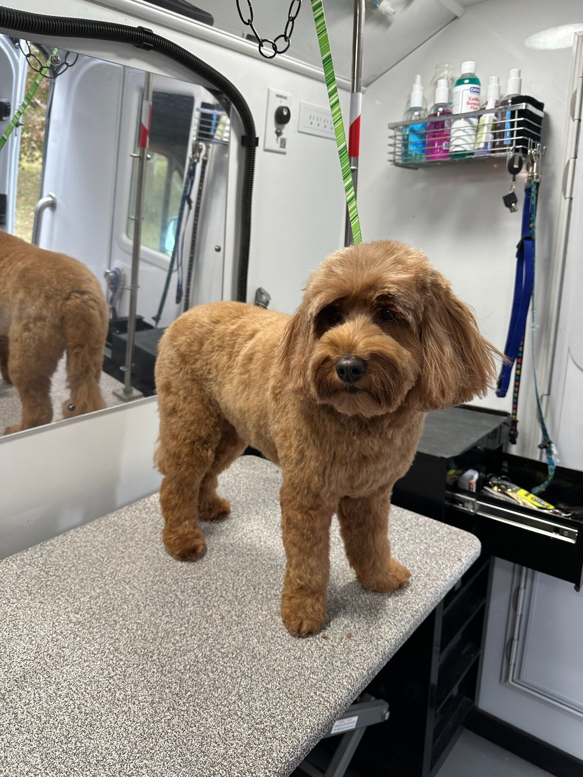 PupscoutsMobileGrooming9