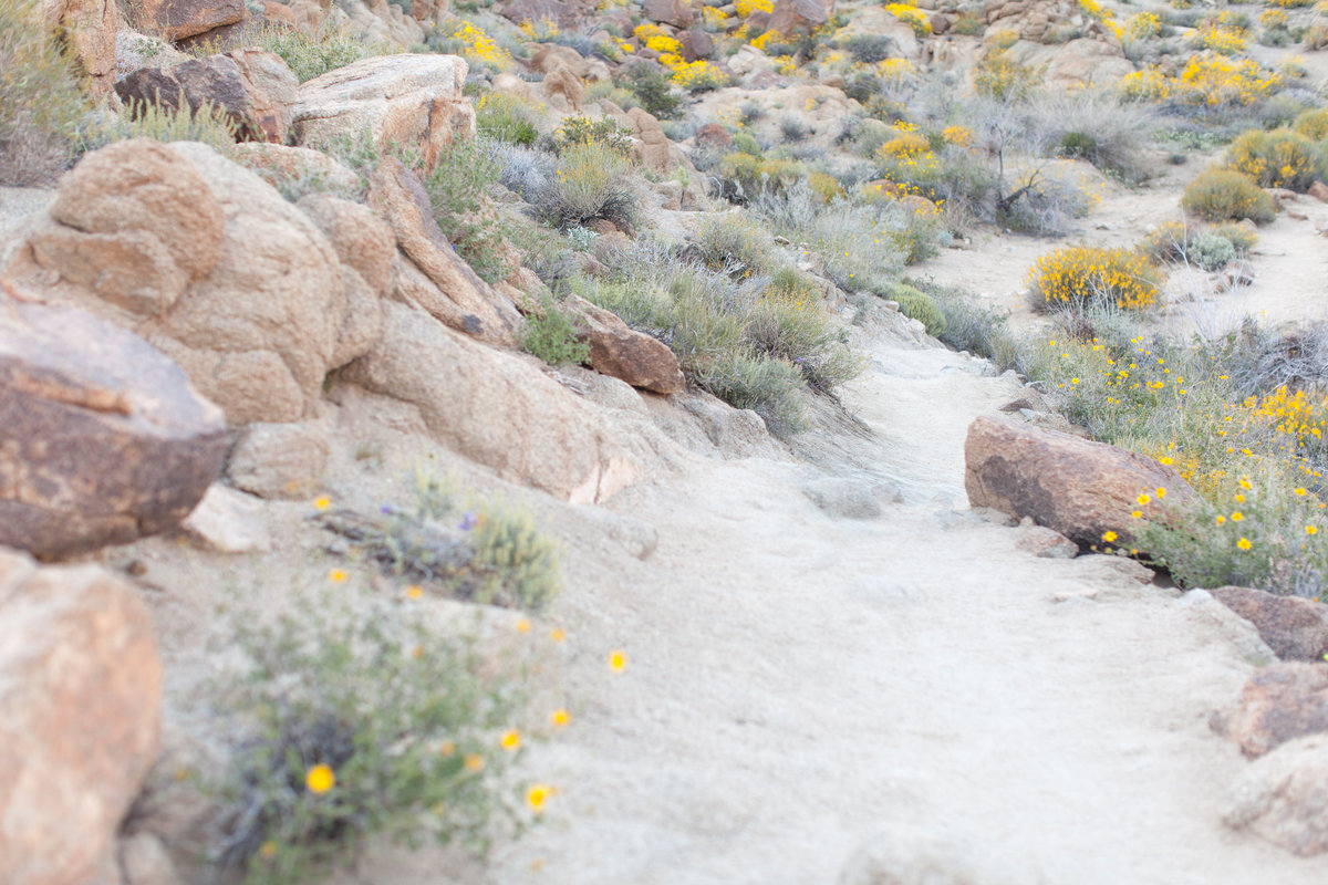 170401_Joshua tree_0035