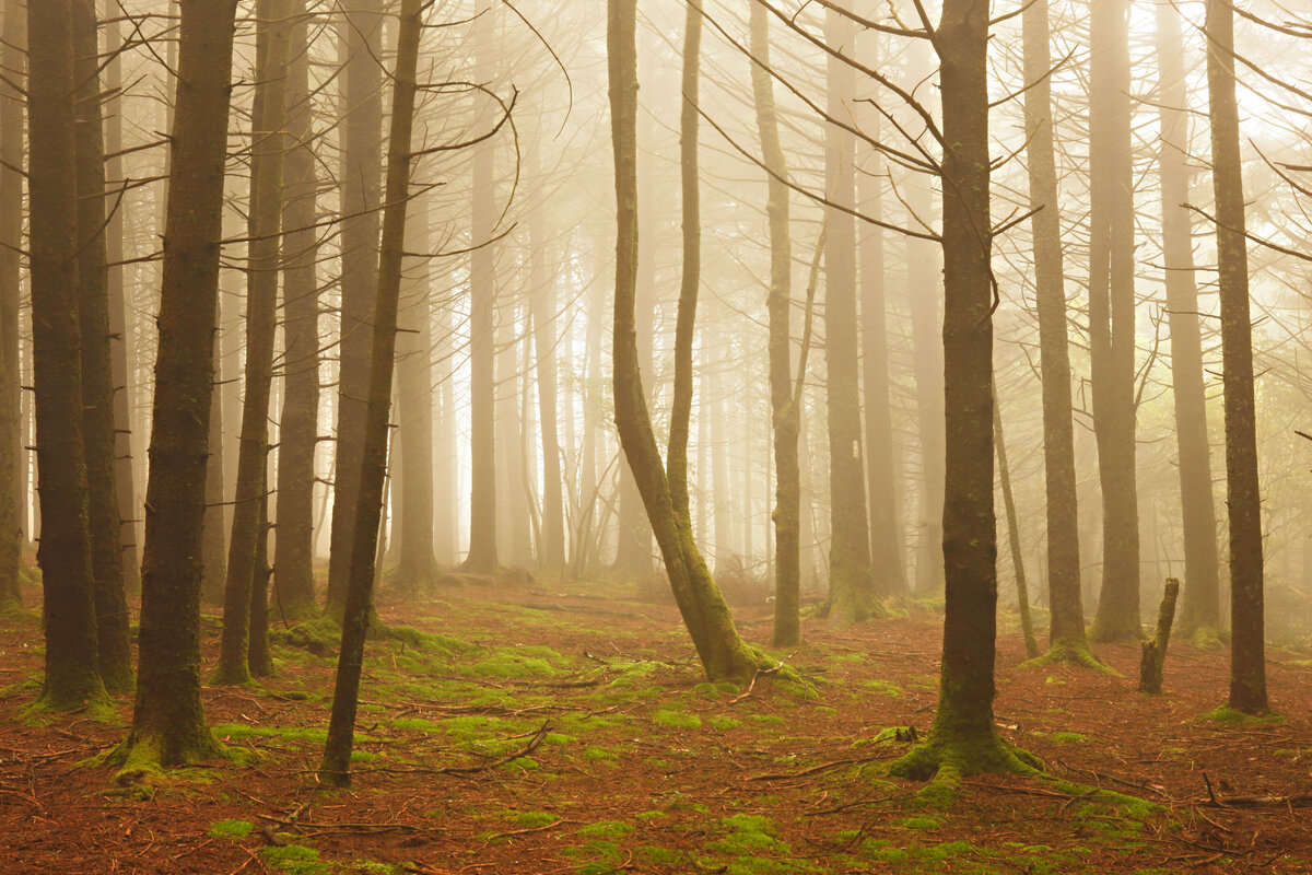 Emerald Forest by Michael Kaal Photography 