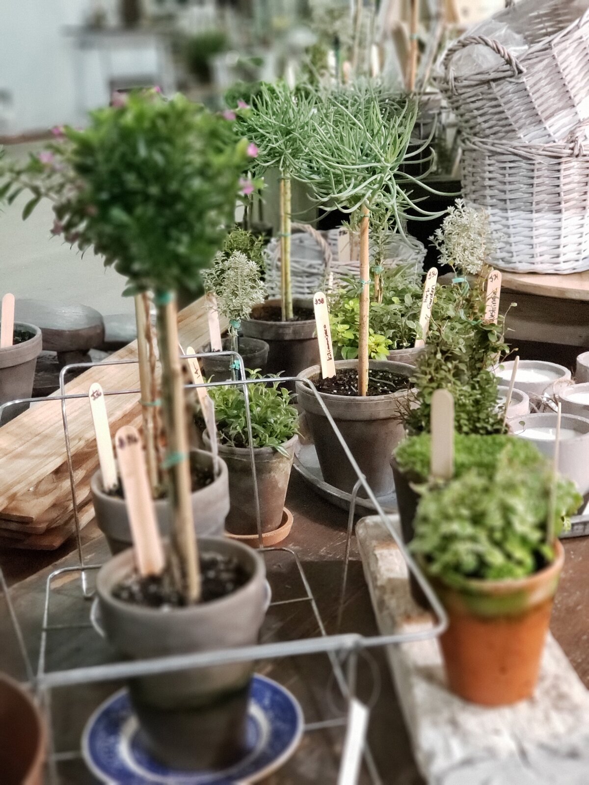 Spring Market Plants at The City Mercantile