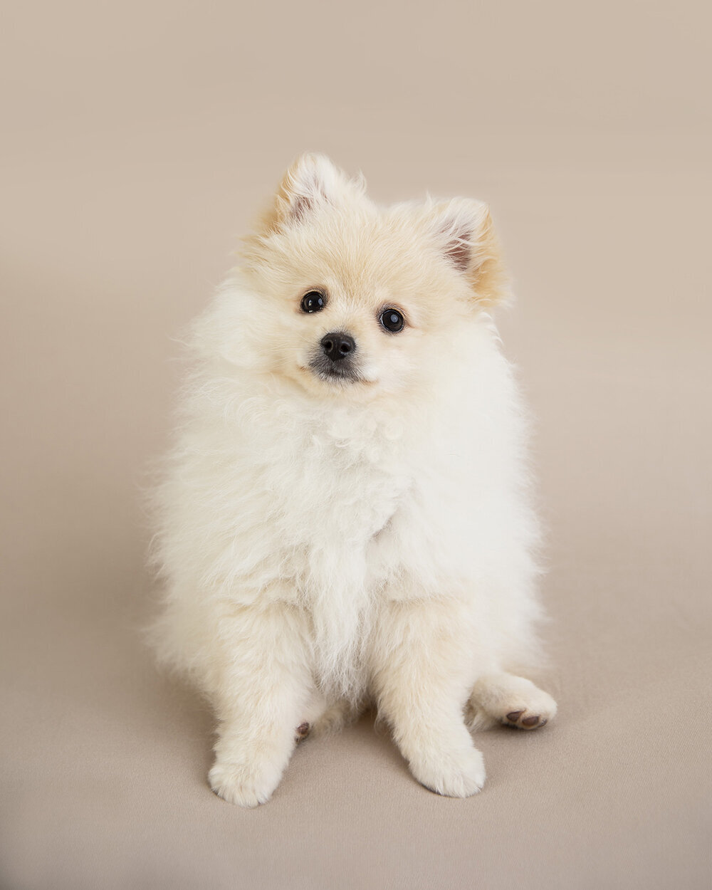 PETS_PUPPYWHITEPOMERANIAN