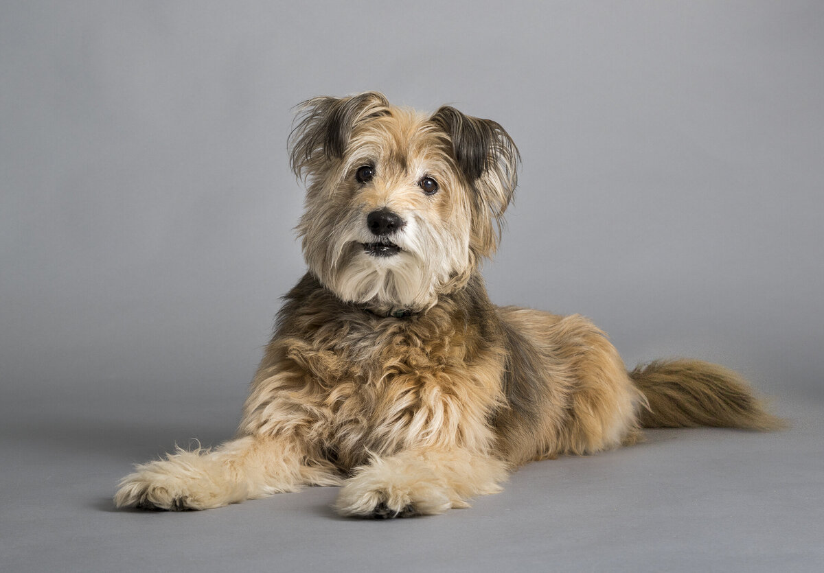 natural pet photography 10 copy