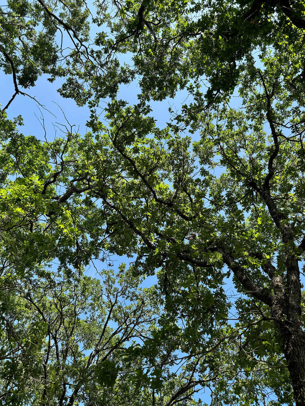 A bottom up photo of a tree canopy at Rising Ridge.