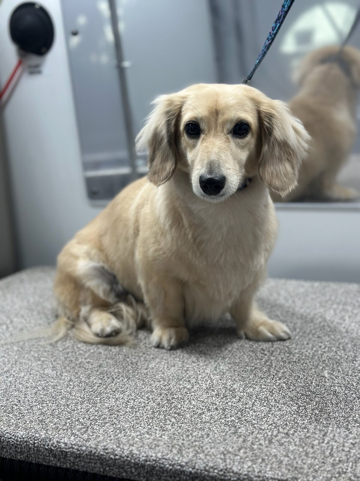 PupscoutsMobileGrooming6
