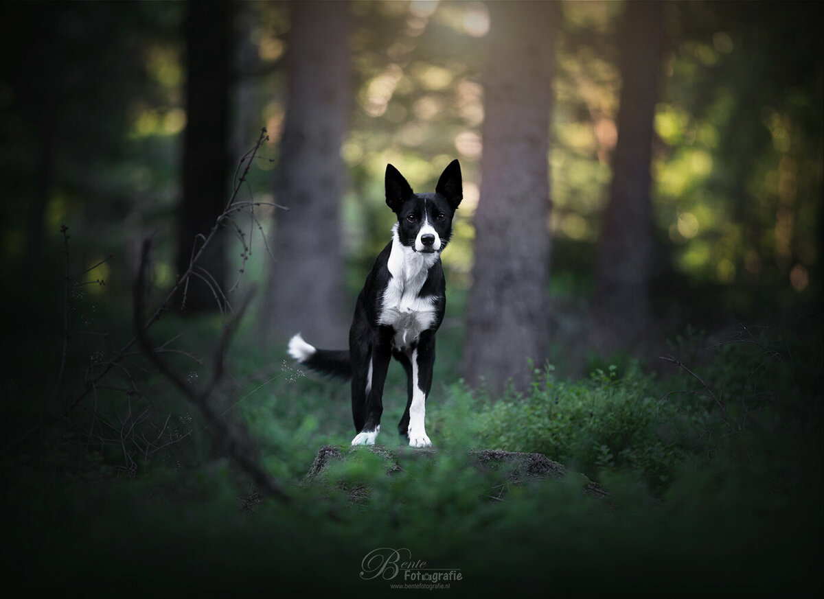 Dierenfotograaf
