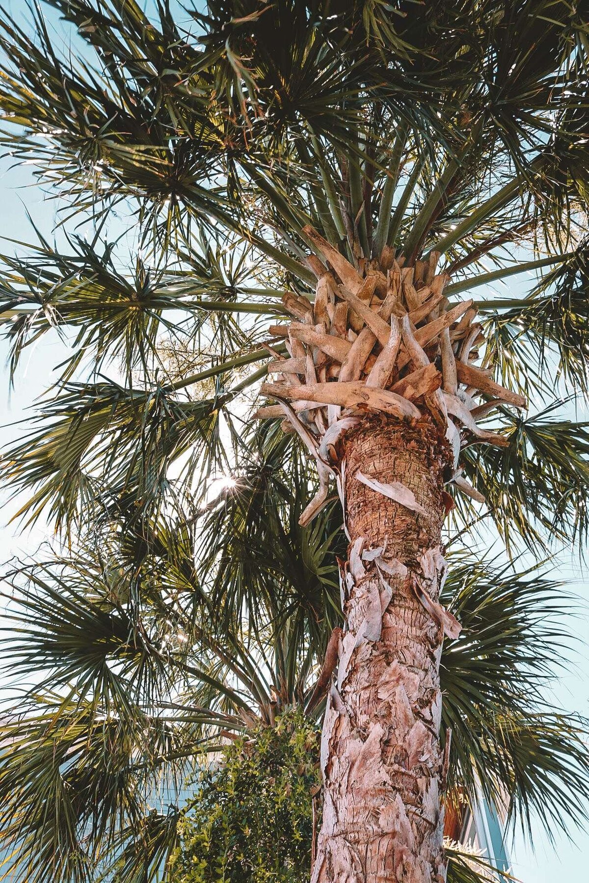 Holden Beach NC Palm Trees