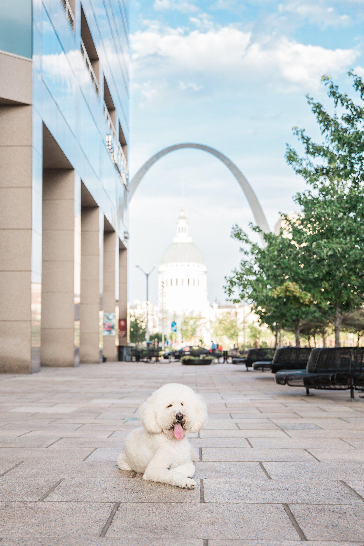 St. Louis Pet Photographer