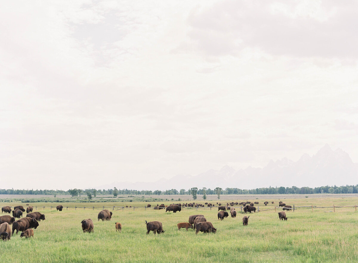 Snake_River_Ranch_Jackson_Wyoming_Wedding_Photographer-9