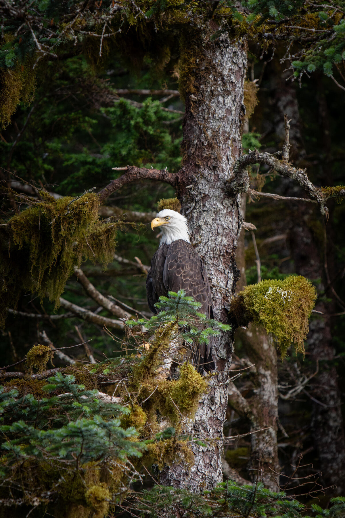 A bald eagle sits high in a tree in Alaska.