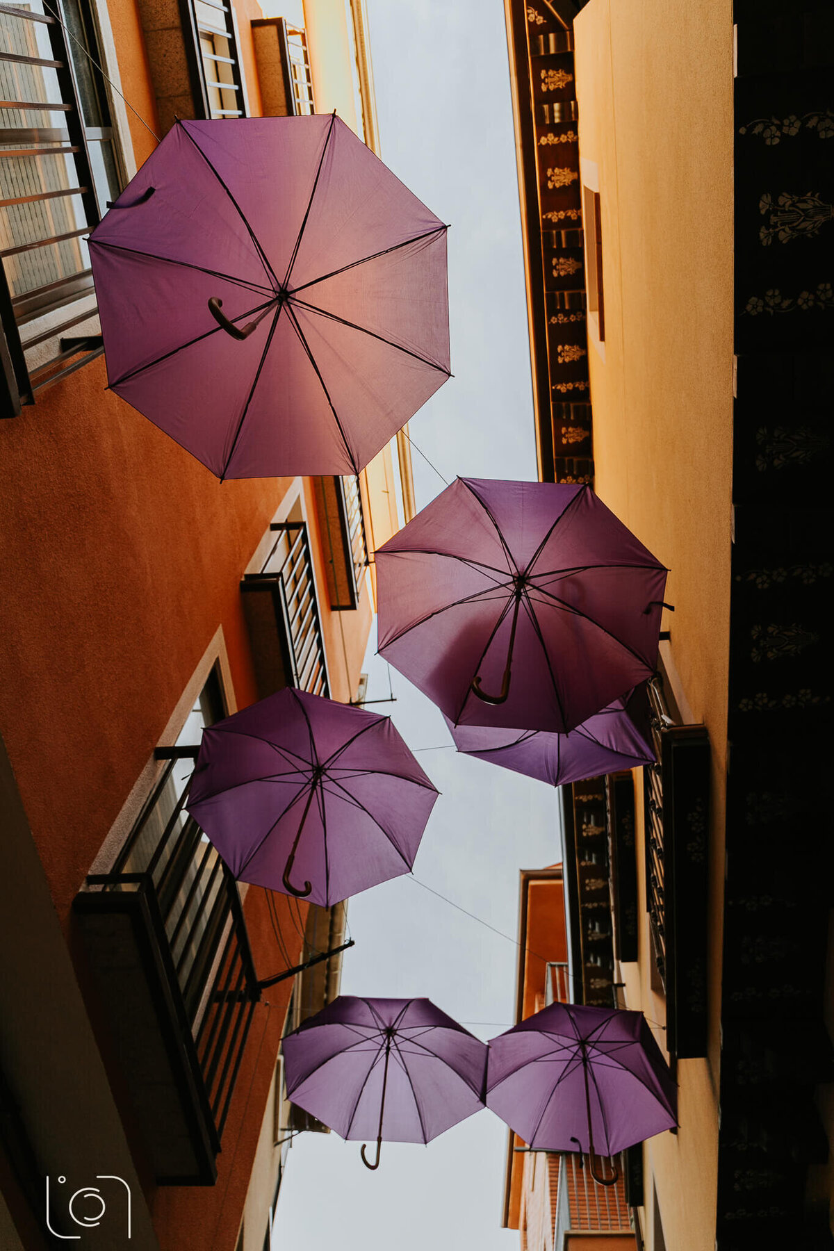 5.BRIHUEGA LAVENDER_LCF