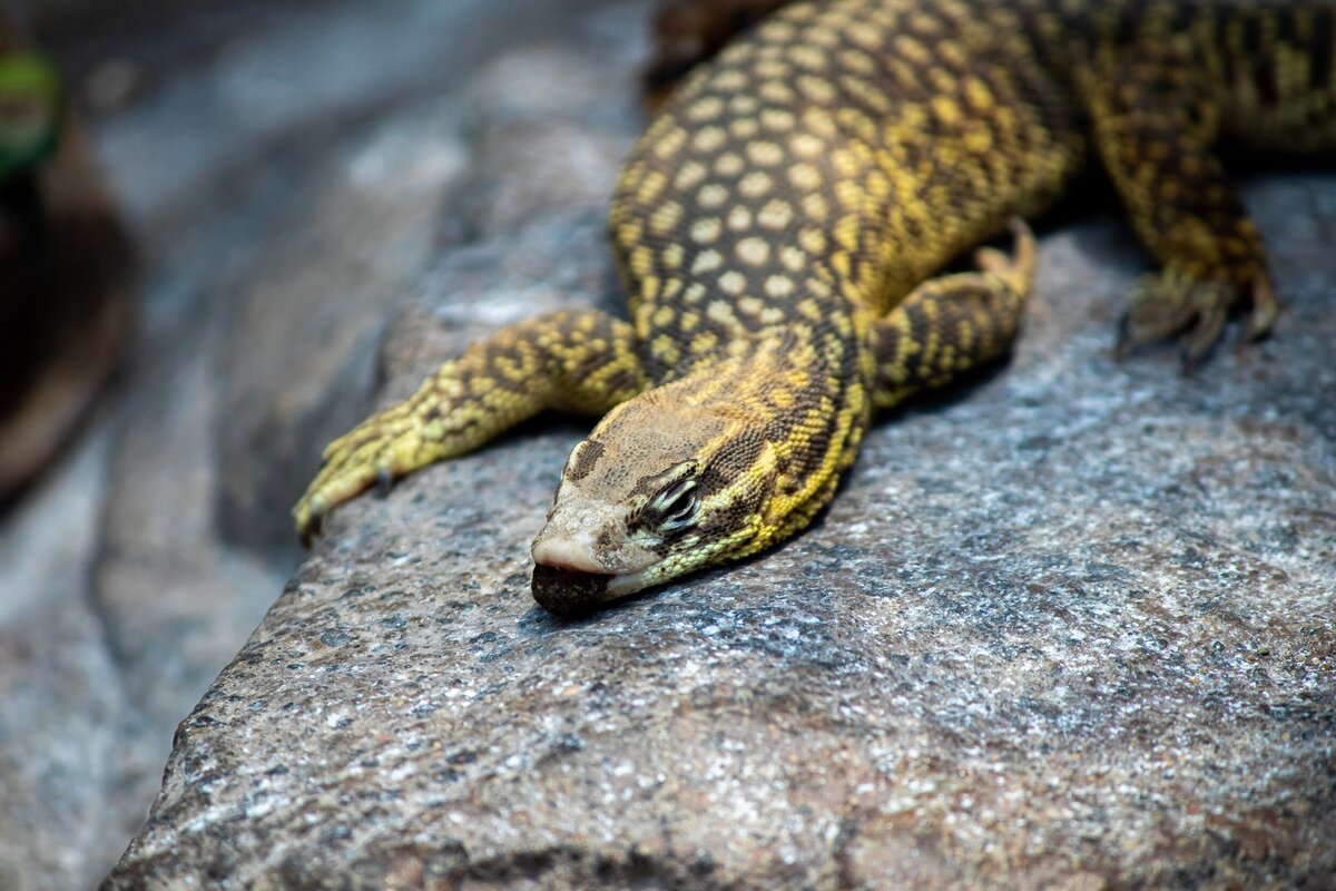 North_Carolina_Zoo_193-5f71a97f-2500