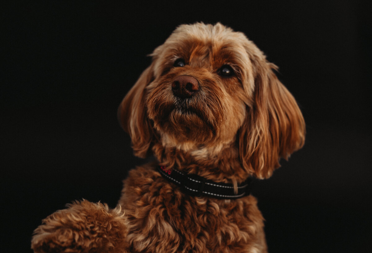 Our lens reveals the unspoken connections between you and your pets. Dive into a world where every nuzzle, every gaze, and every leap is immortalized in captivating pet portraits. Explore the artistry of showcasing your pet's unique story.