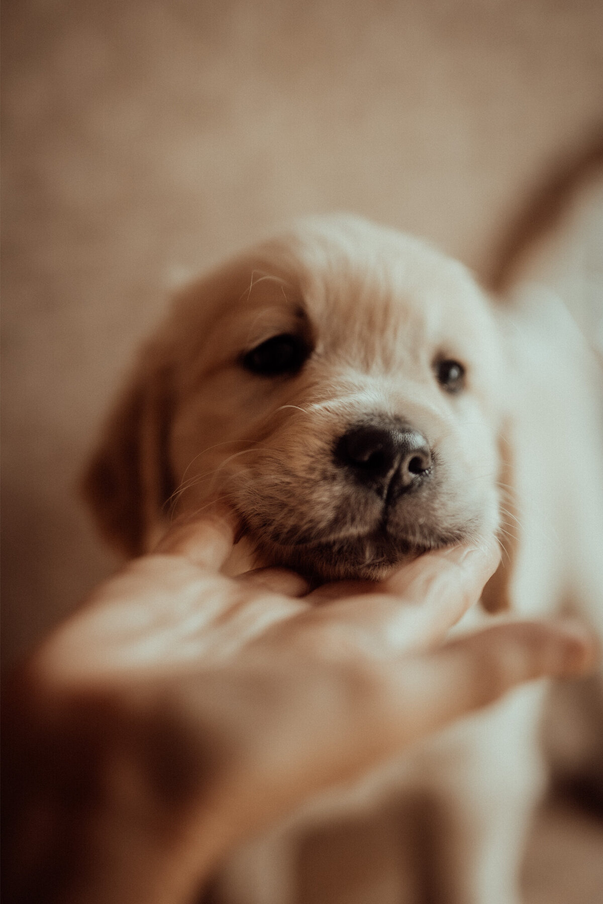 the-lifestyle-phodographer-perth-family-pet-photographer-litter00004