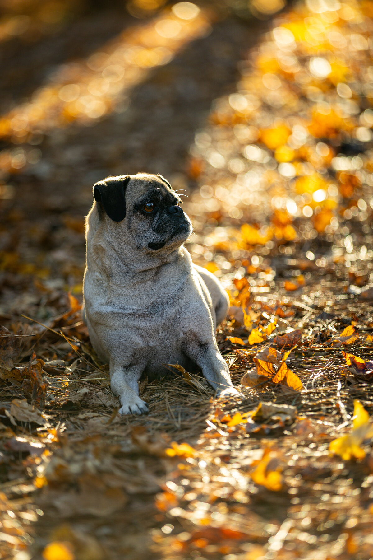 A fawn pug laying down leaning.