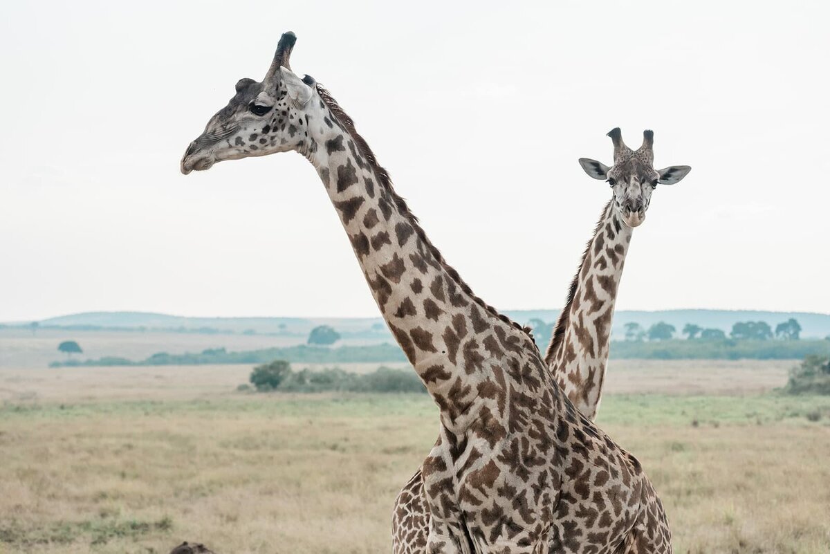 where-is-the-best-safari-park-to-have-a-safari-wedding-Soul-and-Sky-Weddings