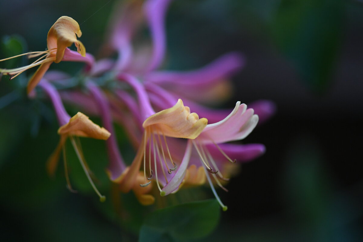 July garden - 248