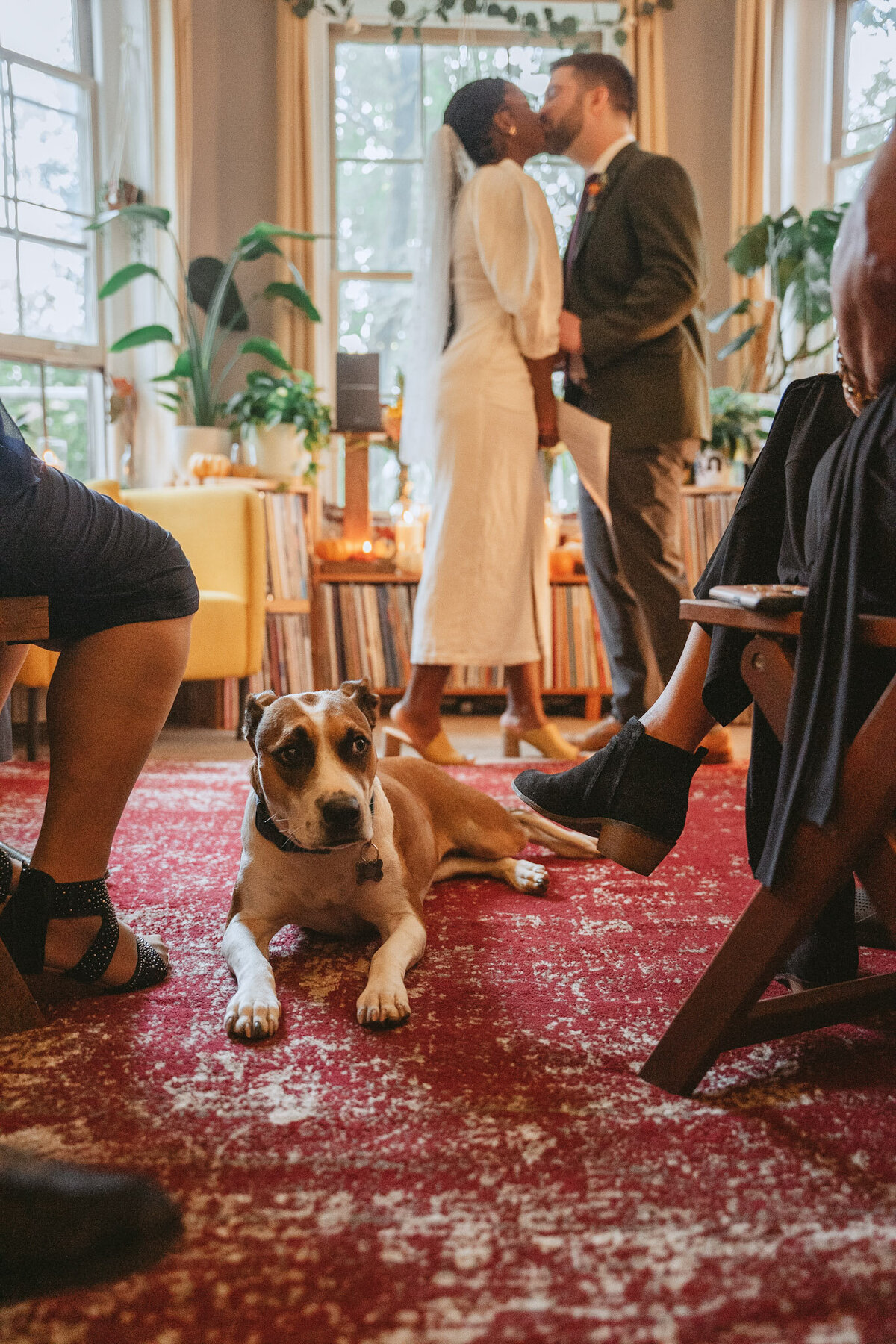 home elopement with puppy - Baltimore wedding photography