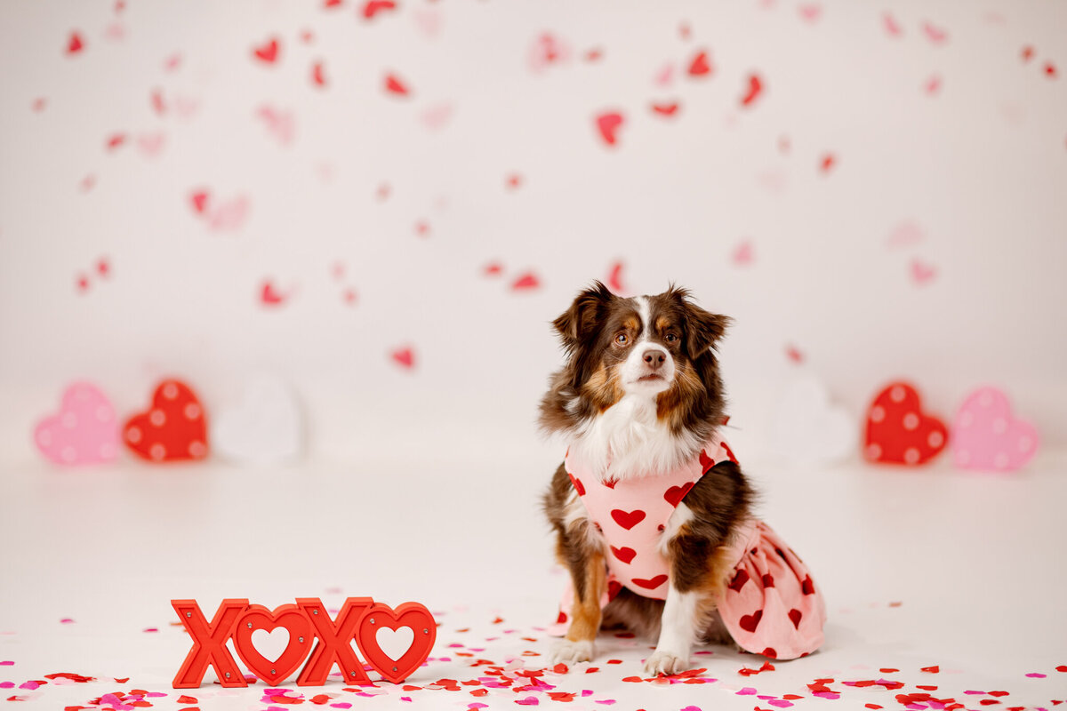 best Cave Springs pet photographer, pet photography Bentonville AR, NWA dog photographer