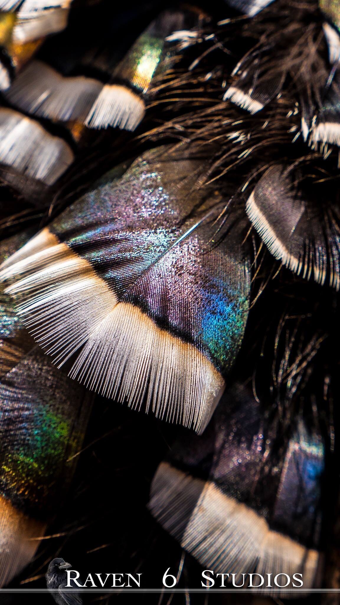 turkey feather photography by Jason Miller and Raven 6 Studios