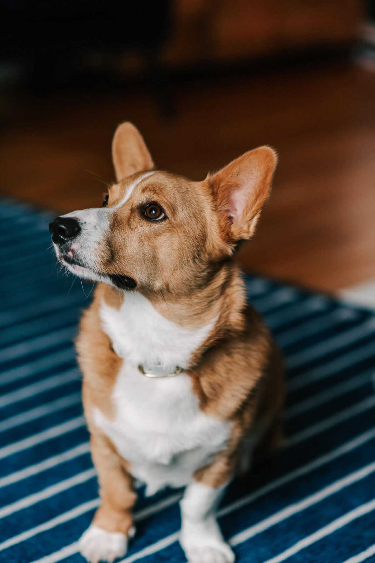 tri-color pembrooke corgi staring at off-camera