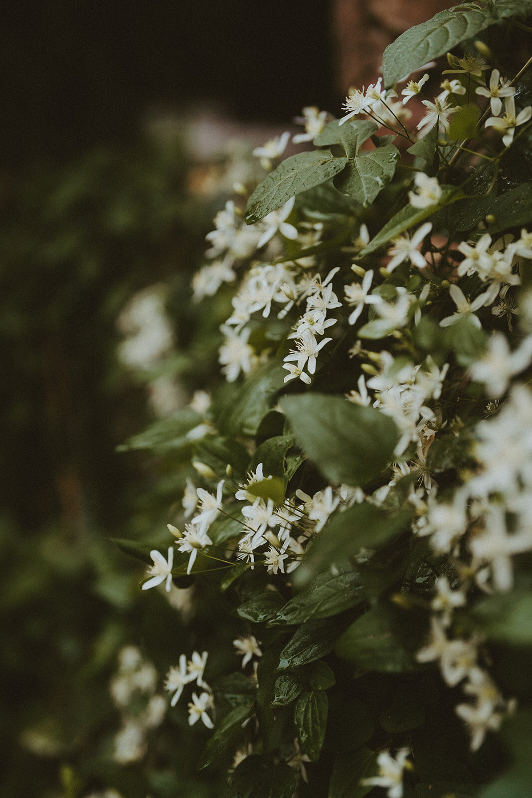 wedding_upstateny_maisonalbion_weddingphotographer_photographer_newyork_albionny_destination_photographer_luxury_wedding_luxurywedding_vintage_wedding_vintagewedding-137