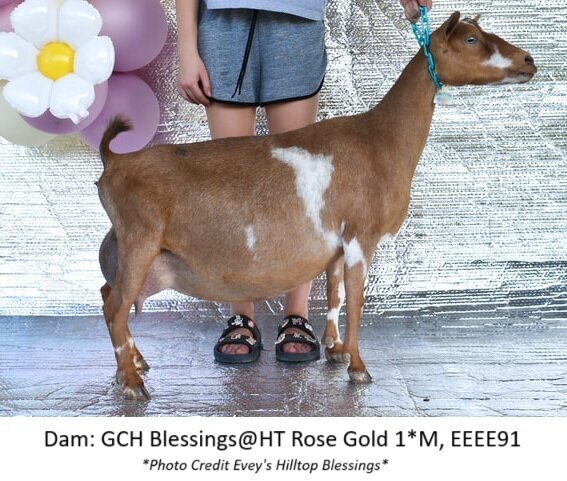 dam3