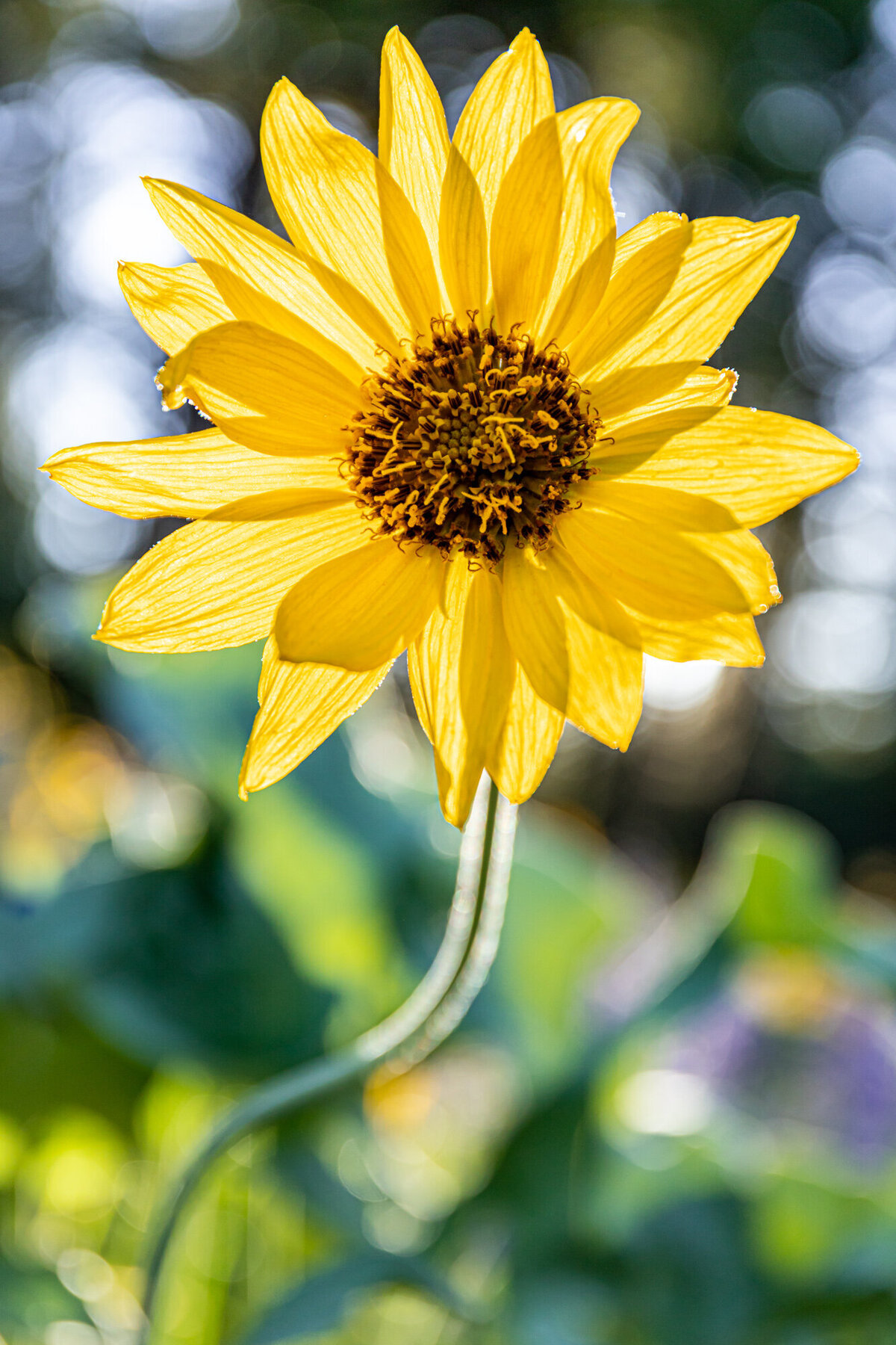 Backlit Montana wildflower yellow arrowleaf balsamroot, Crazy Canyon, Missoula