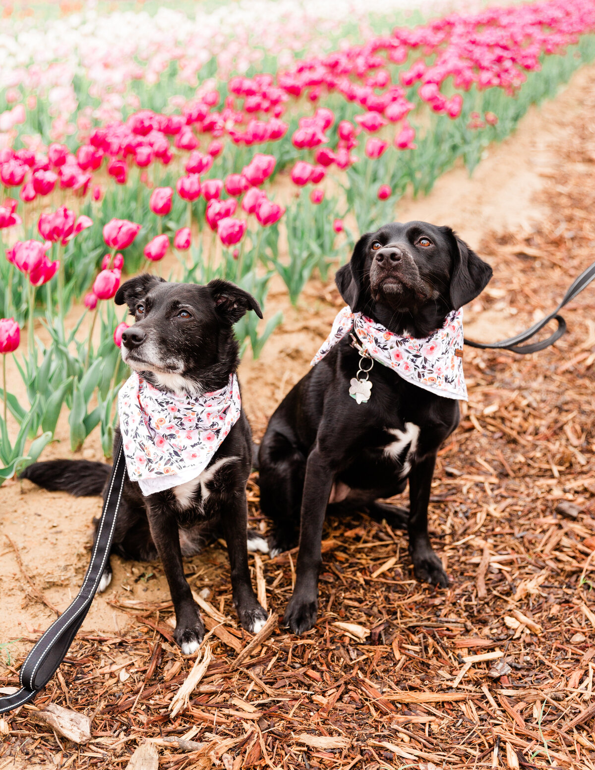 Tulipalooza24_EllisCountyMinis_LauraSahyouni_15